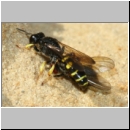 Crabro peltarius - Grabwespe w18i 11mm beim Nesteintrag - Sandgrube Niedringhaussee.jpg